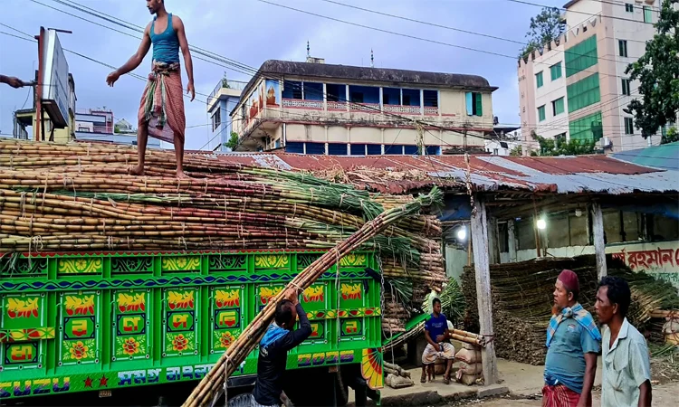 Sugarcane Production Rises Steadily in Chattogram Over Five Years