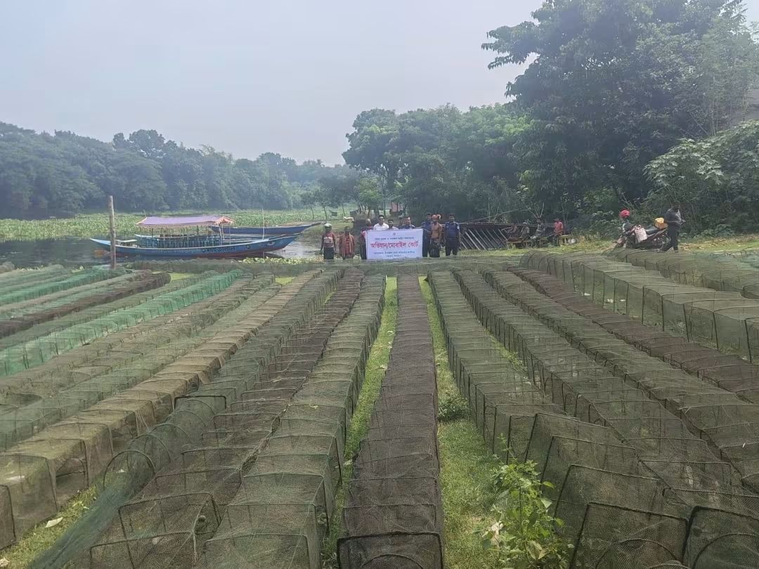 Drive in Shailkupa to protect fisheries: 77 pieces of 'China Duoari' nets seized and destroyed