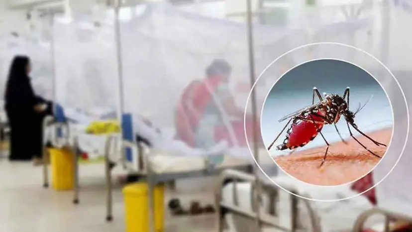 8 More Die of Dengue in Bangladesh, 1,860 Hospitalized in 24 Hours