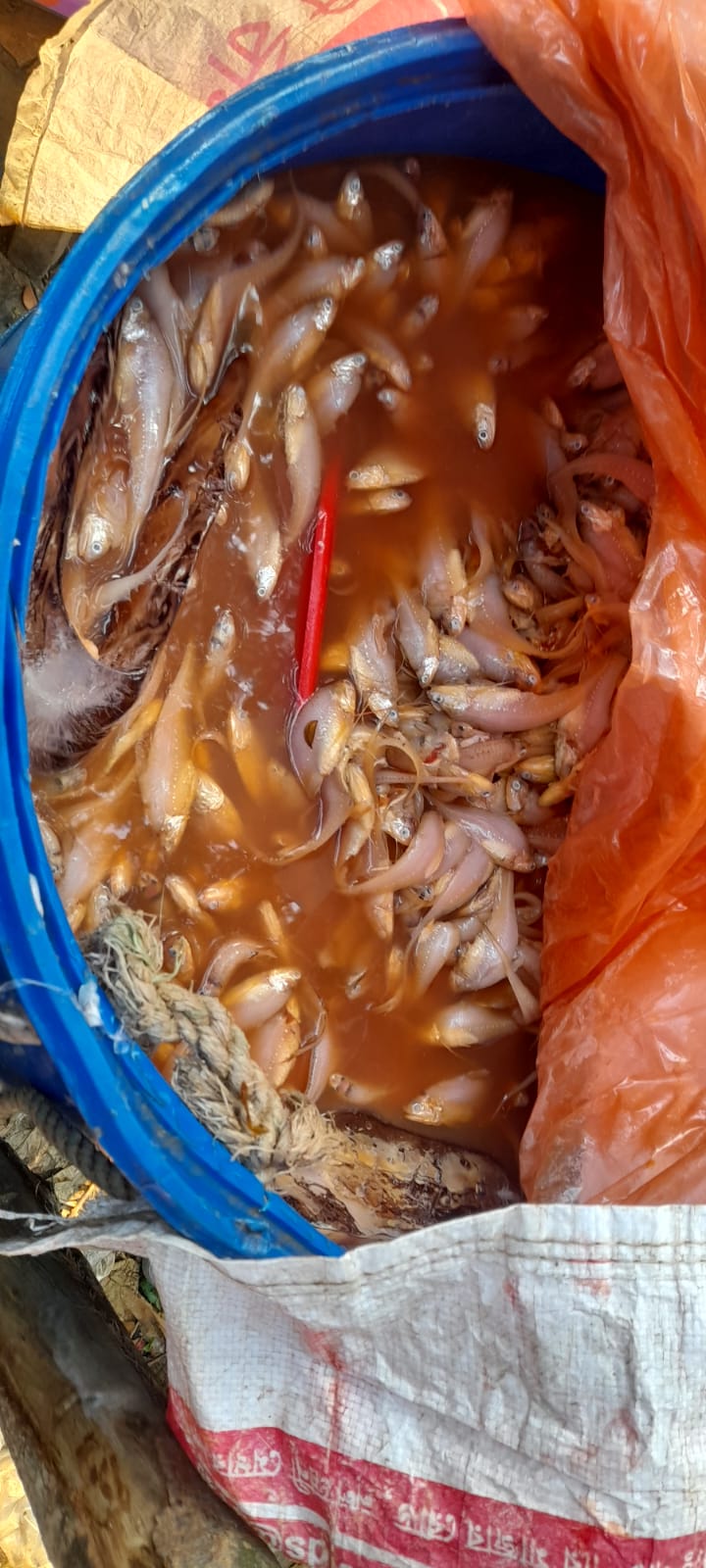 Mobile court seizes colored Volua fish and fines violators in Chandanaish