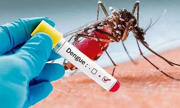 Health experts urge early testing and timely treatment to reduce dengue deaths