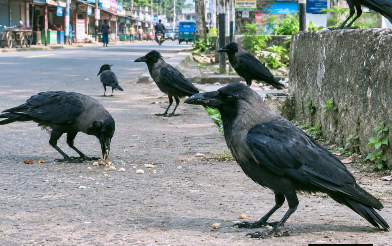 Crows' Calls Fading Away in Pirganj Town, Leaving Behind Only Early Morning Memories