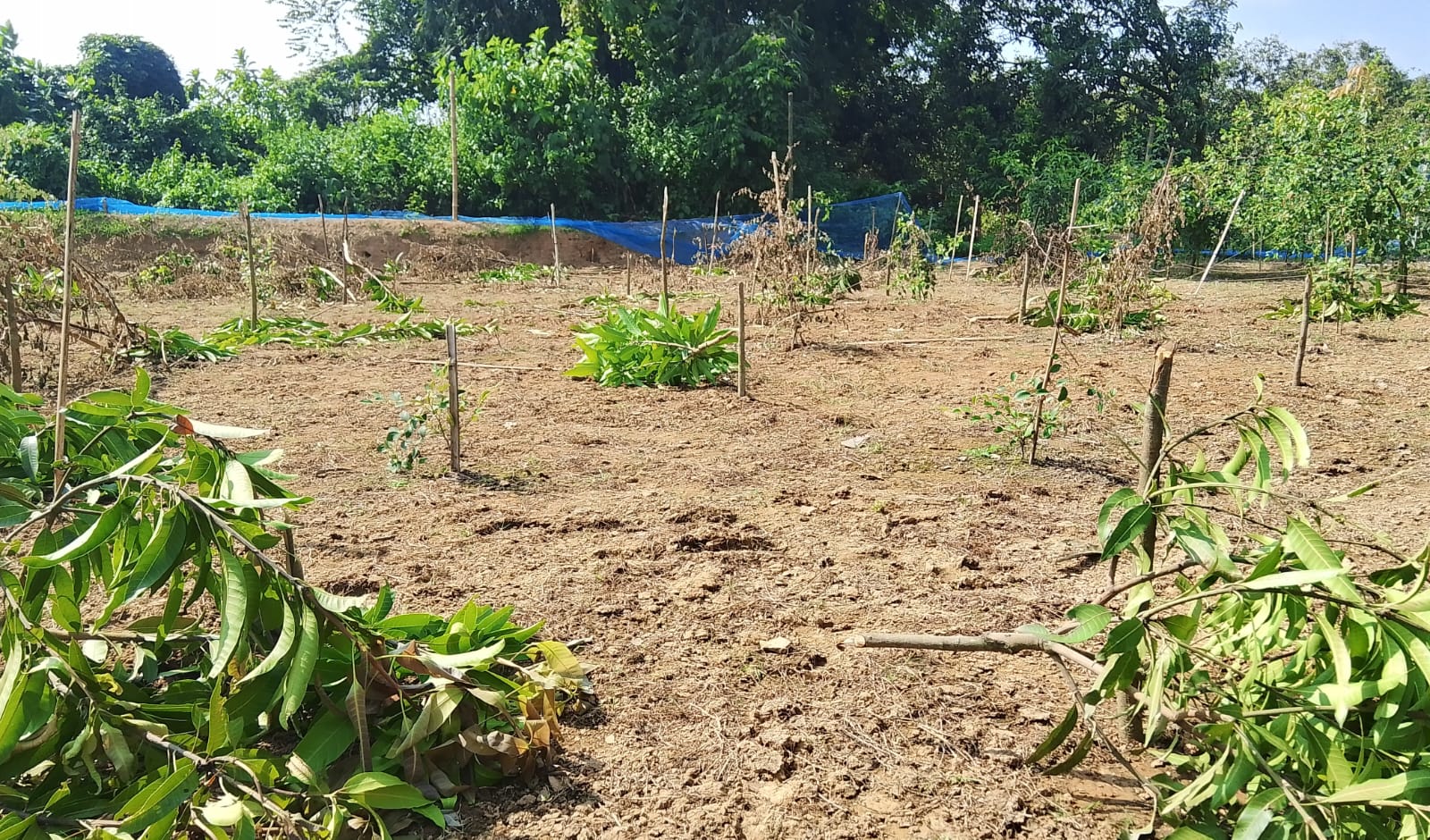 101 mango and jujube trees cut down over land dispute in Nawabganj