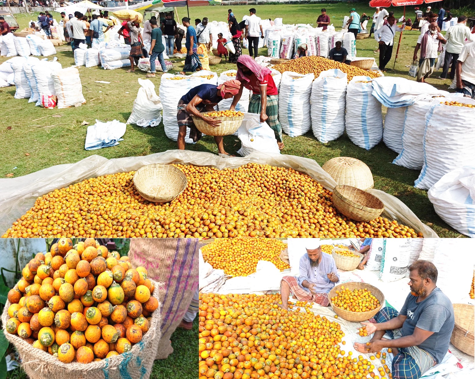 Cultivation Increases, Yield Decreases in Pirojpur: Prices Rise, but Betel Nut Farmers Lack Relief