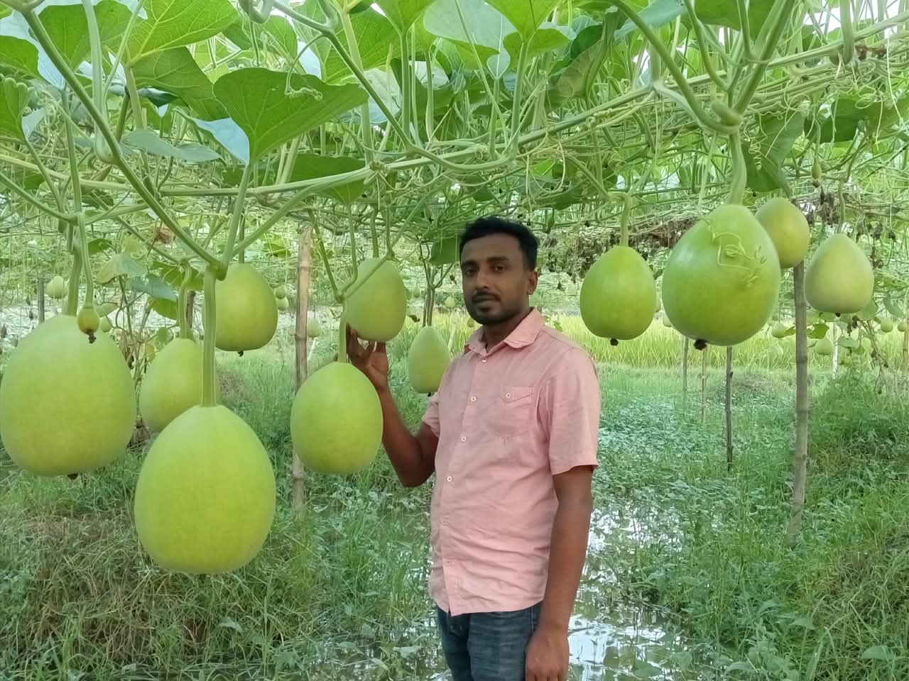 Sajjadul Islam Rubel Thrives Through Trellis-Method Bottle Gourd Cultivation in Atghoria