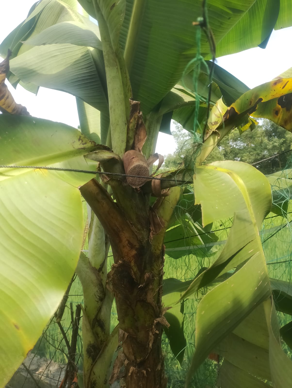 Crops Worth 5 Thousand Taka Stolen from Farmer's Papaya and Banana Orchard; Threats Issued for Protesting, Complaint Filed at Police Station