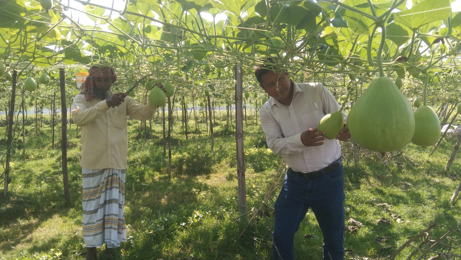 Farmer Hannan from Atghoria Profits by Cultivating 'Gol Bindu' Gourds on Leased Fallow Land
