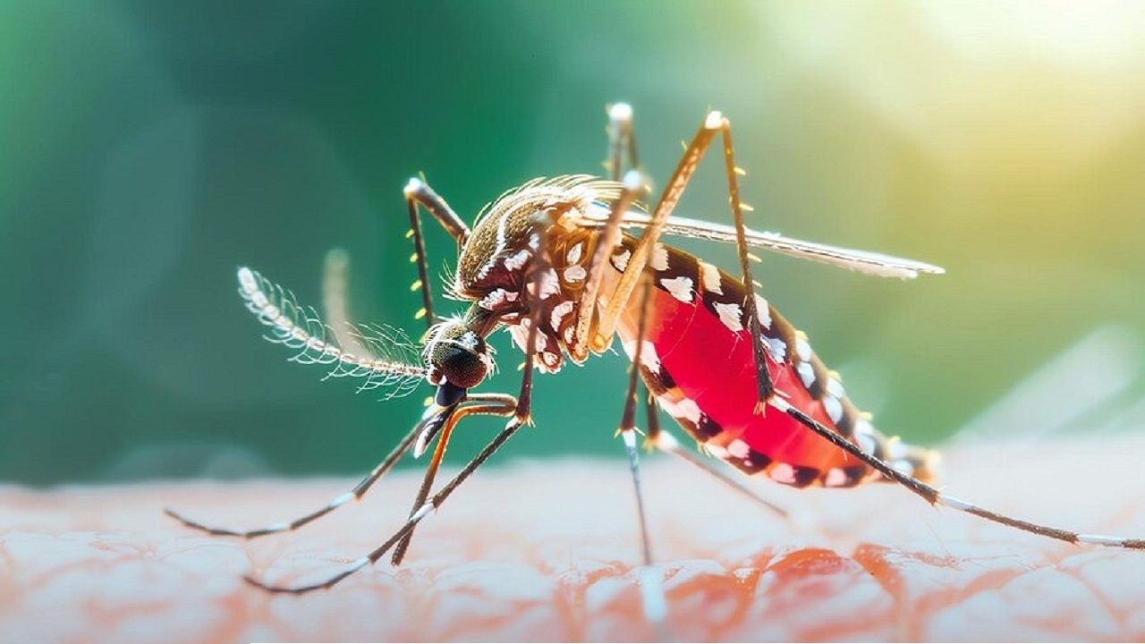 DGHS Reports 6 Dengue Deaths and 1,886 New Hospitalizations in Past 24 Hours